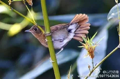 竹林很陰|竹林裡為什麼其它樹木及花草很少？長不起來嗎？